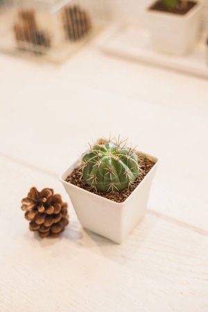 Foto de Planta verde de cactus pequeño en una maceta y cono de árbol - Imagen libre de derechos