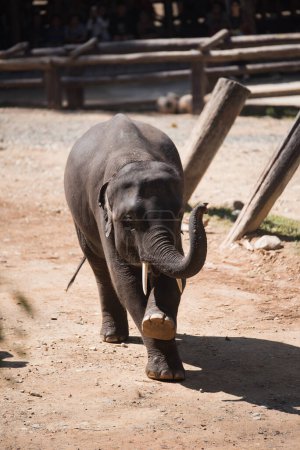 Téléchargez les photos : Éléphant bébé danse spectacle - en image libre de droit
