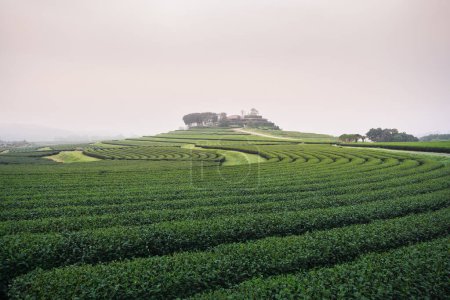 Photo for Green tea farm in the morning - Royalty Free Image