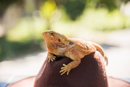 Photo for Orange Iguana on hat - Royalty Free Image