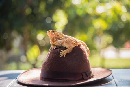 Photo for Orange Iguana on hat - Royalty Free Image