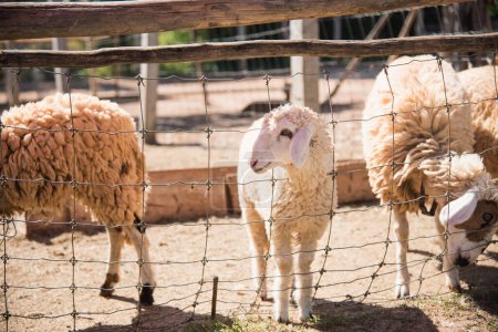 Téléchargez les photos : Groupe de moutons dans la ferme - en image libre de droit