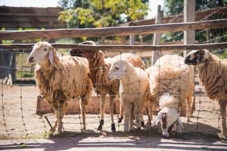 Téléchargez les photos : Groupe de moutons dans la ferme - en image libre de droit