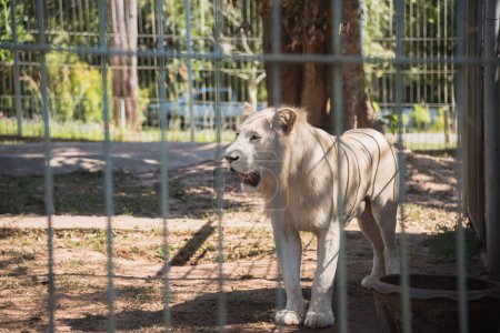 Téléchargez les photos : Tigre blanc au zoo - en image libre de droit