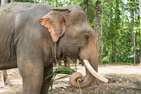 Téléchargez les photos : L'éléphant mange de l'herbe au zoo - en image libre de droit