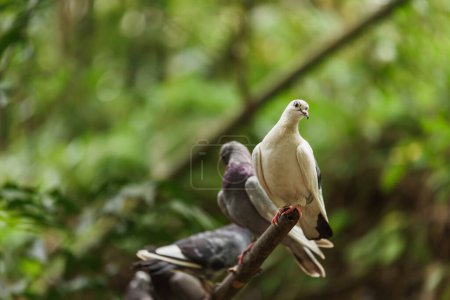 Téléchargez les photos : Pigeons perchés sur la branche de l'arbre - en image libre de droit