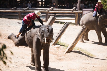Foto de CHIANG MAI, TAILANDIA - 31 ENERO: Espectáculo diario de elefantes en el Centro de Conservación de Elefantes Tailandeses, Mahout muestra cómo montar y transportar en el bosque, 31 de enero de 2016 en Chiang Mai, Tailandia
. - Imagen libre de derechos