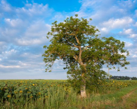 Foto de Campo de girasol y árbol bajo el cielo azul del verano en Francia entre tours y enojos en Parc naturel regional Loire-Anjou-Touraine - Imagen libre de derechos