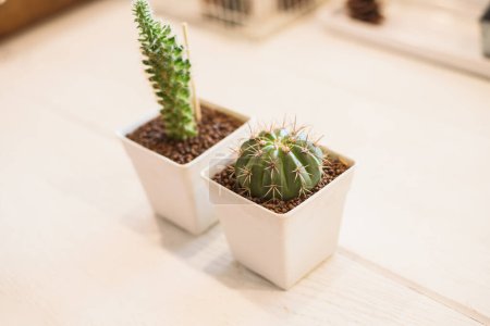 Foto de Plantas de cactus en macetas sobre superficie blanca - Imagen libre de derechos