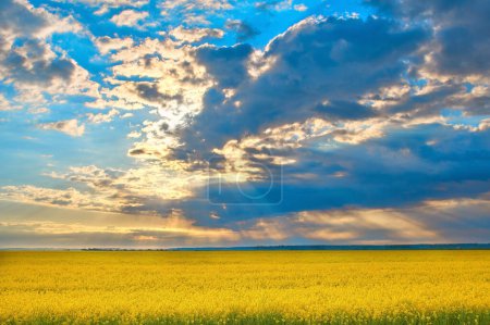 Téléchargez les photos : Floraison printanière Canola, prairie oléagineuse Herbe - en image libre de droit