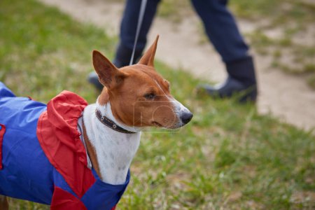 Photo for Basenji Portrait Dog dressed for a walk in the spring during rain - Royalty Free Image