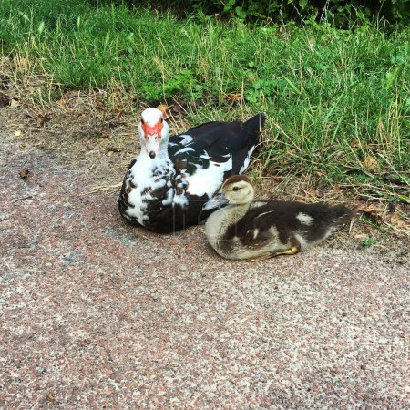 Téléchargez les photos : Un canard musqué et son canard - en image libre de droit