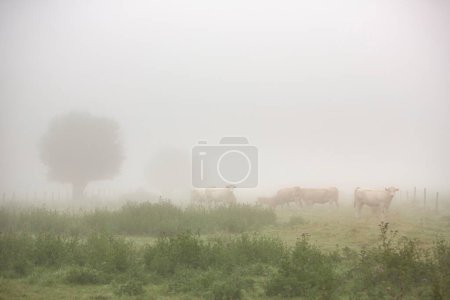 Téléchargez les photos : Cows in misty morning meadow near river seine in northern france - en image libre de droit