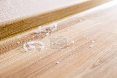 Photo for Dust on the floor, close up - Royalty Free Image