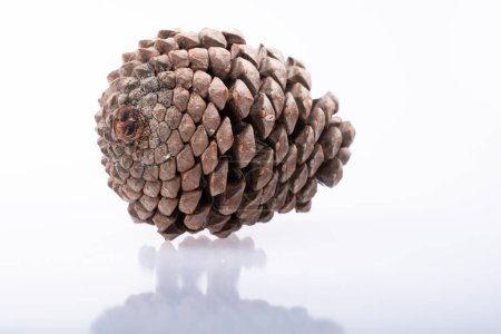 Photo for Pine cone on a white background - Royalty Free Image
