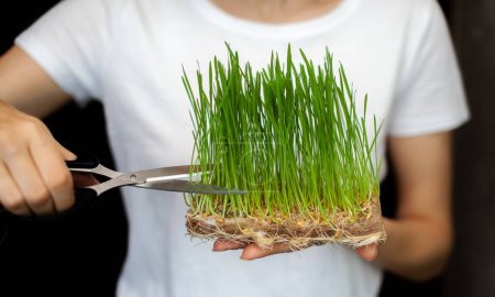 Photo for "A woman cuts off a sprouted micro green wheat with scissors" - Royalty Free Image