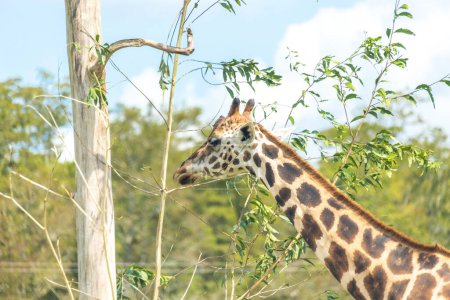 Photo for Giraffe eating leaves from dry tree - Royalty Free Image