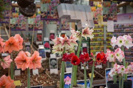 Foto de Hermosas plantas en el mercado de flores - Imagen libre de derechos