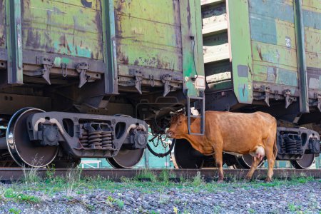 Foto de "Una vaca vagaba bajo los vagones de un tren de carga" - Imagen libre de derechos