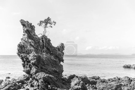 Téléchargez les photos : Lonely tree growing on a cliff - en image libre de droit