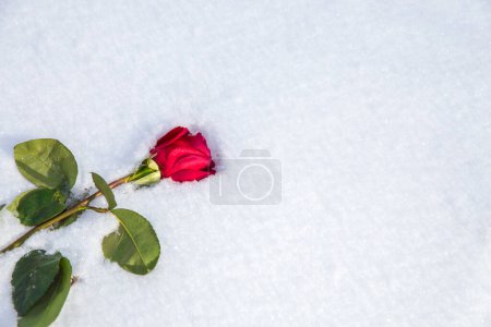 Photo for Red rose on snow background - Royalty Free Image
