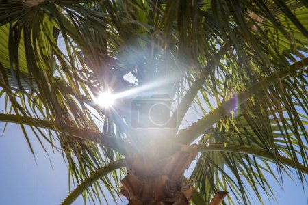 Photo for Palm tree and sunlight - Royalty Free Image