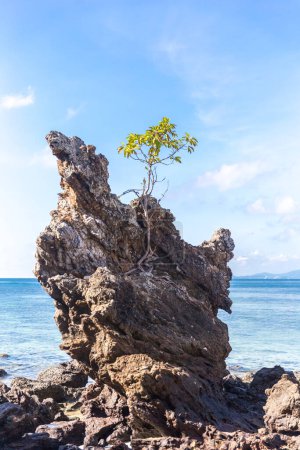 Téléchargez les photos : Arbre solitaire poussant sur une falaise - en image libre de droit