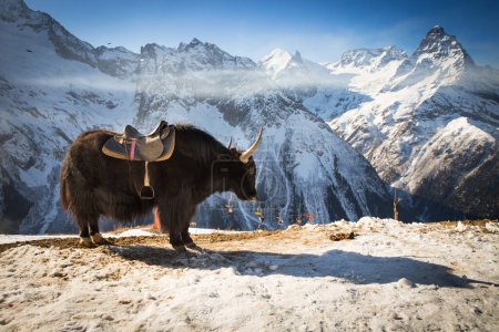 Foto de Gran yak en las montañas nevadas - Imagen libre de derechos