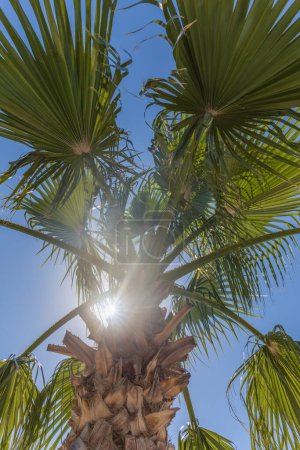 Photo for Palm tree close up - Royalty Free Image