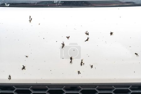 Foto de "Insecto estrellado en el parachoques del coche - foto de cerca
" - Imagen libre de derechos