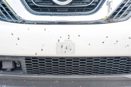 Téléchargez les photos : "Insecte écrasé sur le pare-chocs de voiture - photo rapprochée
" - en image libre de droit