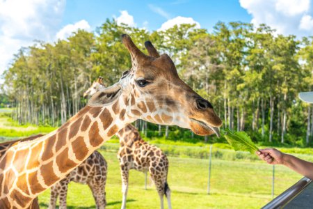 Photo for "Zoo visitors feeding a giraffe from raised platform" - Royalty Free Image