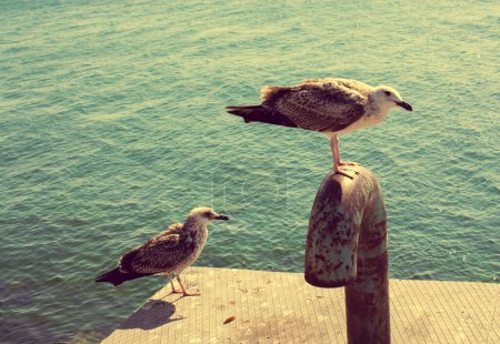 Téléchargez les photos : " mouettes comme des oiseaux de mer sauvages en vue de la mer
" - en image libre de droit