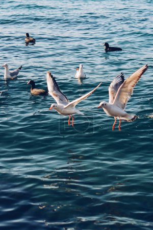 Foto de Una bandada de gaviotas volando. Las aves se elevan en el aire - Imagen libre de derechos