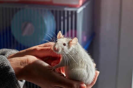 Photo for "The rat sits on his hands at the girl" - Royalty Free Image