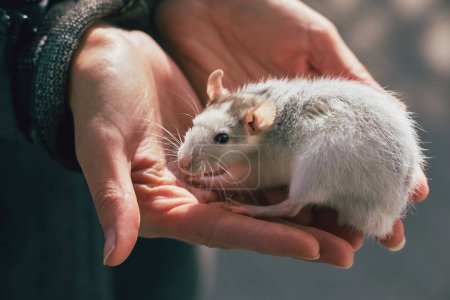 Téléchargez les photos : Rat dans la nature dans les mains - en image libre de droit