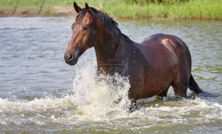 Photo for "Beautiful thoroughbred horse swims in water lake." - Royalty Free Image