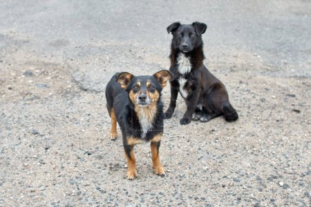 Téléchargez les photos : "Deux chiens attendent un délicieux. Deux chiens sans abri
." - en image libre de droit