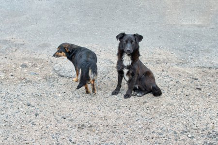 Photo for "Two homeless dogs.Two dogs are waiting for a yummy" - Royalty Free Image