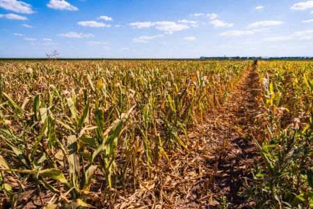 Téléchargez les photos : Champ de maïs sec vue panoramique - en image libre de droit
