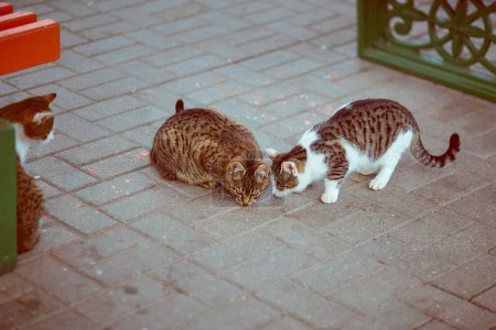 Téléchargez les photos : "Trois chats rouges avec blanc et noir avec blanc sur le trottoir" - en image libre de droit