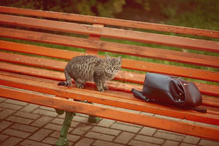 Foto de "Grande adulto macho gato sentado en parque silla" - Imagen libre de derechos
