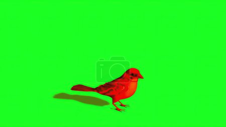 Foto de 3d ilustración - Silueta de gorrión rojo - Pantalla verde - Imagen libre de derechos