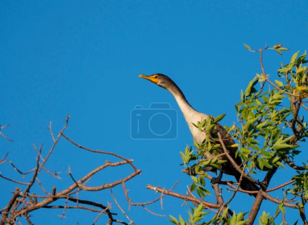 Photo for Close up view of the bird in natural habitat - Royalty Free Image