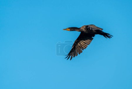 Téléchargez les photos : Oiseau cormoran en vol - en image libre de droit