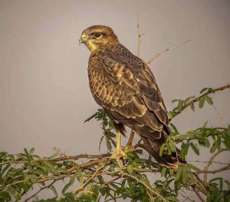 Foto de Vista de cerca del pájaro en hábitat natural - Imagen libre de derechos
