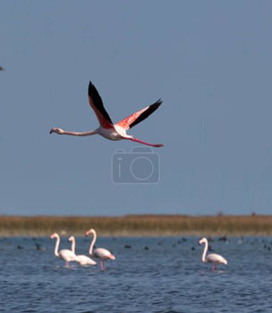 Photo for Pink flamingos in water - Royalty Free Image
