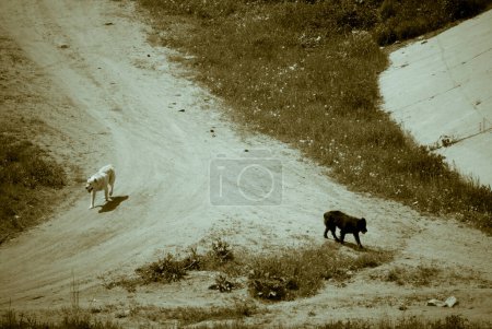 Foto de Dos perros paseando por las montañas - Imagen libre de derechos