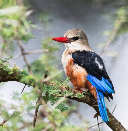 Téléchargez les photos : Vue rapprochée d'un bel oiseau dans la savane africaine - en image libre de droit