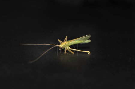 Photo for "grasshopper macro photography on the black background" - Royalty Free Image